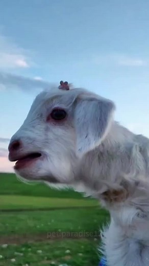 funny pygmy goat #pygmy #kambing #suarakambing #trending #fyp