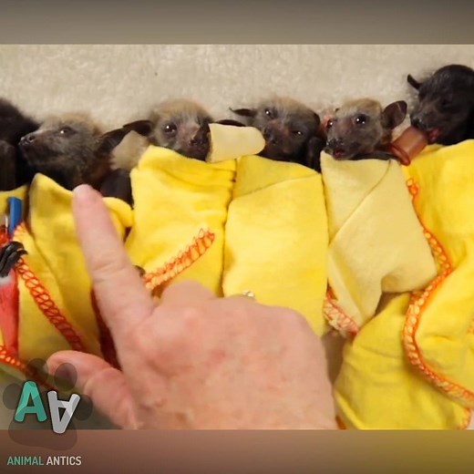 Baby Bat Burritos...😍😍 | Animal Antics