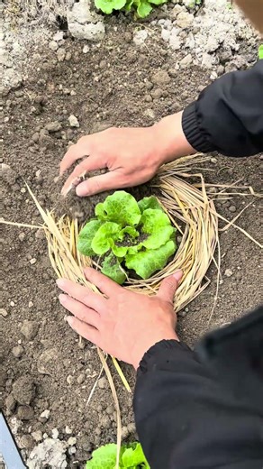 Planting vegetables in this way is tender and vigourous without getting sick.