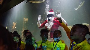 Scuba Santa feeds the fish