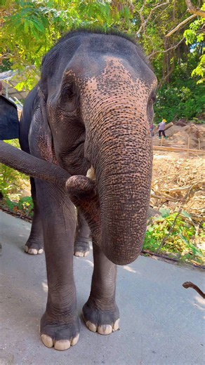 探索象ビーチの魅力と自然の美しさ
