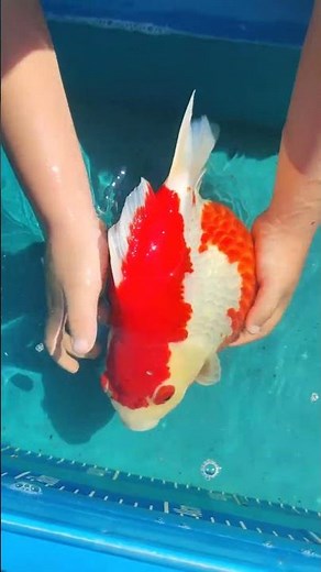 This goldfish is really too big! #koi #goldfish #aquarium