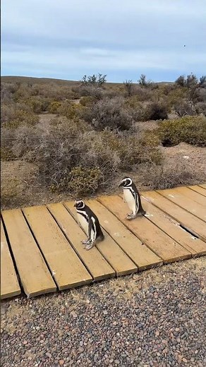 Would you travel all the way here to see penguins? #argentina #patagonia #travel #penguin