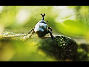 6K50FPS! TEST FOOTAGE OF BMPCC 6K