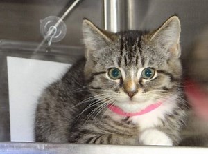 Beautiful Cats and Kittens Available for Adoption