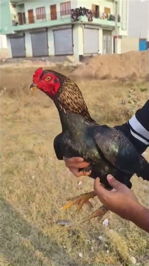 Masha Allah top quality aseel java murga 🔥 🦅 Royal shunk #aseelmurga #pets #birds