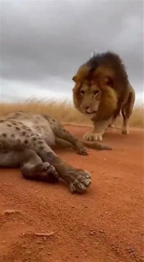 Elephants and lions attack leopard #wildanimals #lion # #animals