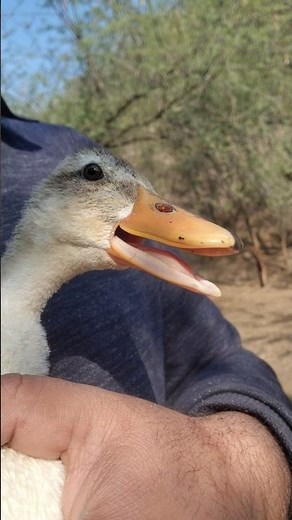 Cute Little Duck Making Adorable Sounds | Duck Voice 🎶🦆l I love pets