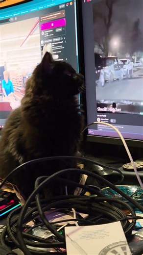 watching dad on the computer #cat #catcat #animals