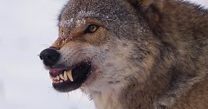 Watch what happens when the rarest wolf defends its territory against rivals
