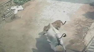 India, la mucca coraggiosa affronta e calpesta un leopardo per salvare il suo vitello