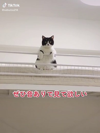 かわいすぎてしんどい無理🤦‍♀️💓 - 爆笑猫動画