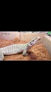 885K views · 11K reactions | Giant Lizard Eating Big Hamster | Insect Forest | Facebook