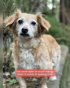 10K reactions · 163 shares | Feed your dog’s happy, healthy life with fresh, healthy food. It’s never too late (or soon!) to try a fresh approach to pet food. | The Farmer's Dog | Facebook