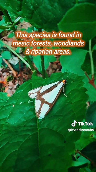 Discover the Neighbor Moth: A Unique Eastern Species