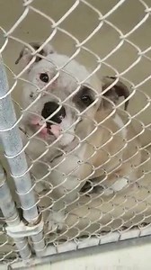 52 reactions · 58 shares | Chanel A2050577 see main link https://m.facebook.com/story.php?story_fbid=3870905219616981&id=250846728289533Chanel | Rescue Me Tampa - Shelter Dogs | Facebook