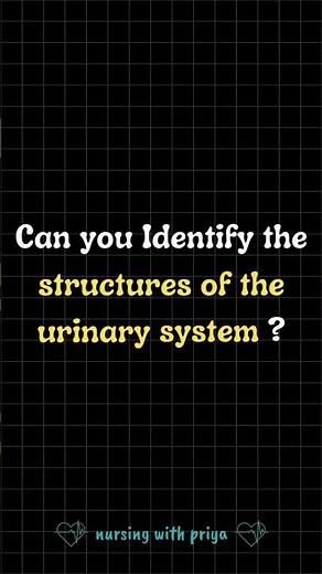 Can You Label the Urinary System? #quiz