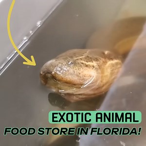 26K views · 292 reactions | Exotic Animal Food Store in Florida | Zak Catch Em | Facebook