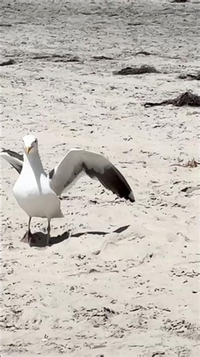 🪶 Elegant Seabird by the Shore | Peaceful Wildlife Moment in 4K