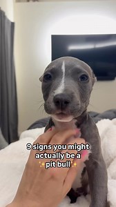 449K views · 13K reactions | 9 signs you might actually be a pit bull 殺 #dogs #reels #fblifestyle #cuteness #pitbull #aww #puppies #puppylove #doglover #pets #funny | Knight, Aston and Stormi | Facebook