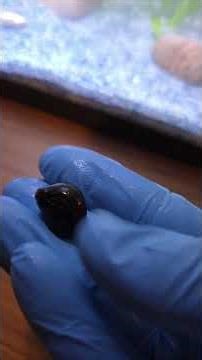 Upgraded the African Dwarf Frog and Hillstream Loaches Tank Pt. 2