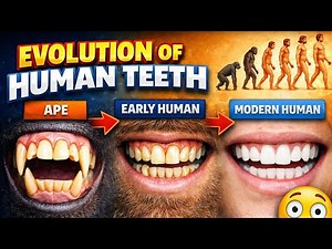 Evolution of Human Teeth | From Apes to Modern Humans Explained #video #youtube