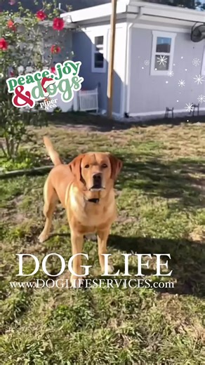 Dog Life LLC on Instagram: "All play, controlled chaos, positive socialization, and dogs having a Christmas blast while waiting for Santa. It’s Sunday Funday at Dog Life. Dog Life Llc for all your dog training needs. Private Training at your location or board and train with us. Basic Obedience, AKC Canine Good Citizens, STAR Puppy, Service Dog Training, Boarding and more. Family owned and Operated. Licensed and Insured. 727-505-5813 www.doglifellc.com #doglife #dogtrainer #dogtraining #doglifell