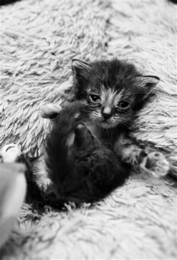 1.7K views · 43 reactions | The vet said that the fact he survived...