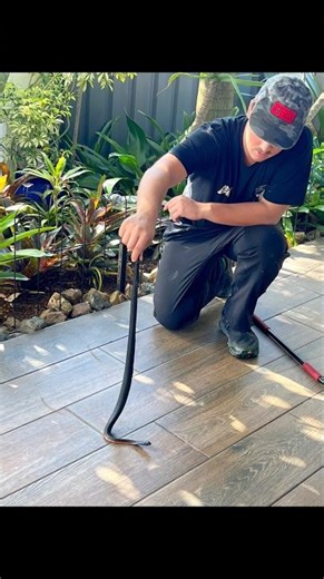 Red-bellied Black Snake safely relocated thanks to Ben