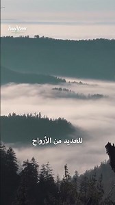 الغابة السوداء المرعبة في ألمانيا