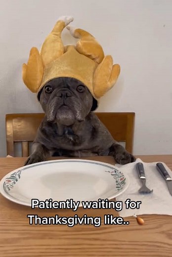 Happy thanksgiving!!😘😘 #thanksgiving #dog#funny#funnyanimals#funnypets#animals #dogsofttiktok #pet #foryou #longervideos