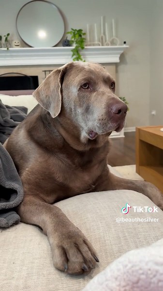 Beautiful Silver Labrador: Adorable Dog Moments