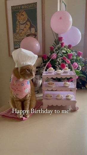 Wholesome Kitty Cat Cupcakes Recipe