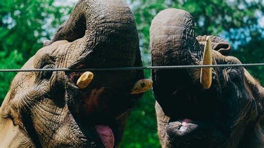 Memphis Zoo is making changes to Free Tennessee Tuesday: Here's what to know