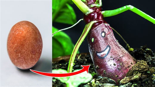 70 days in 2 minutes: Amazing radish growth time-lapse (seed to harvest & beyond!)