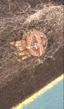 Meet the Cat-Faced Spider in Colorado!