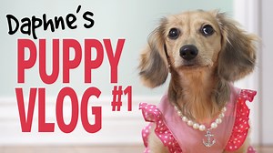 1.2M views · 67K reactions | "Presenting.. Daphne's official debut! I'm letting her take the spotlight for this one.. Check out how SHE views life so far.. with her very own VOICE for the first time!"  How'd you like this episode?? ~ Crusoe | Crusoe the Celebrity Dachshund | Facebook