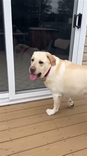 Dog Runs Into Glass Door #petvideos #funny #entertaininganimals