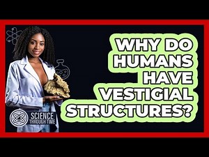 Why Do Humans Have Vestigial Structures? - Science Through Time