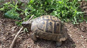 tortoise turtle slowly moving through the scene on green grass walking slow looking at camera old ancient endangered tropical wildlife animal