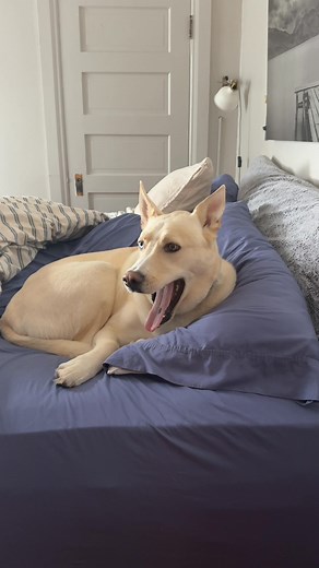 Chewy Pharmacy has you covered. We offer quality pet meds at great prices every day! | Chewy