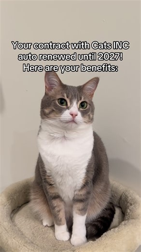 Joe The Cat Dad on Instagram: "Your Cat INC contract is not negotiable! Thank you for your understanding! 😊 #catdad #tabbycat #cats"