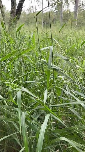 Guinea grass (Megathyrsus maximus or Panicum maximum); from Africa for forage