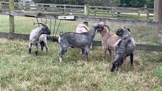 40 reactions | SOUND ON! Now that the goats are sheared, the boys have decided that they need to reassert their hierachy. Goats and sheep aren't stupid, but they have a blind spot: once their friends have been divested of wool, they don't recognize each other any more. So there's a lot of butting, bawling, and snorting while they figure it all out YET AGAIN. | Peace Hill Farm | Facebook