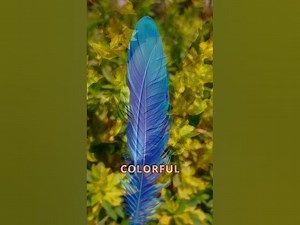 The Spiritual Meaning of Feathers: What Do They Signify?