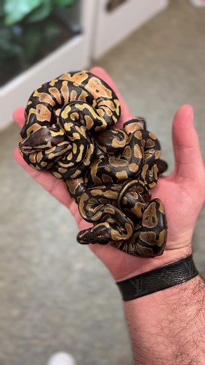 Hatching baby pythons from start to finish! 🐍