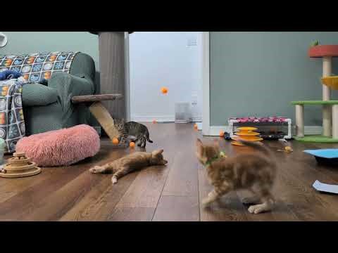 Tiny Dancers: Tossing ping pong balls for the kittens