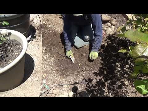 Drip Irrigation Tips