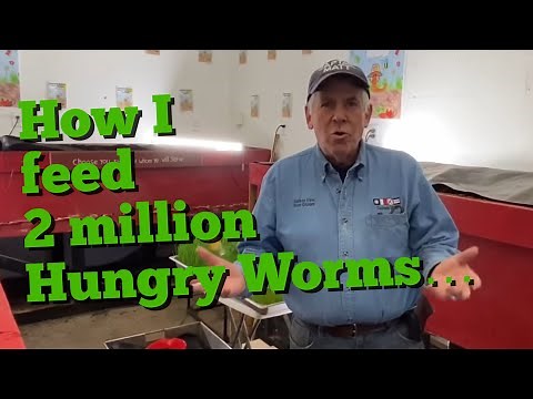 Here's how I feed 2 million hungry worms with homemade worm chow and sprouted greens!