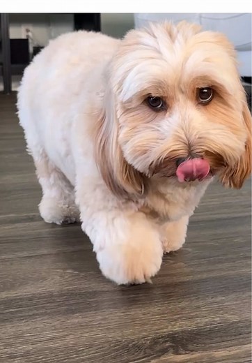 Mini Silky Wire Haired Dachshund: Unique Characteristics